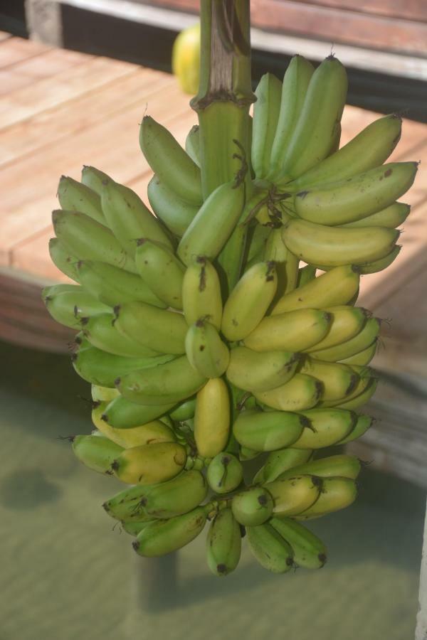 Life Is Good Villa Bocas del Toro Buitenkant foto